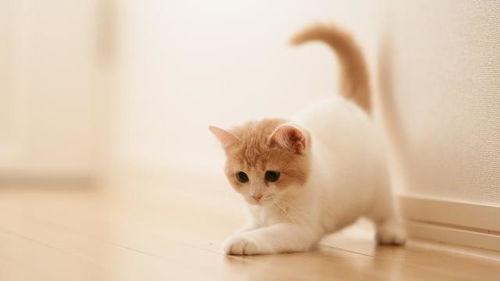 小瓜能给猫吃吗视频教程,视频教程揭秘猫咪饮食奥秘