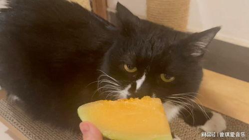 猫七吃哈密瓜搞笑视频,笑料百出萌态十足！