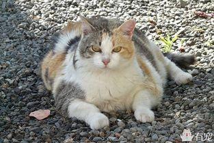 猫七吃哈密瓜搞笑视频,笑料百出萌态十足！