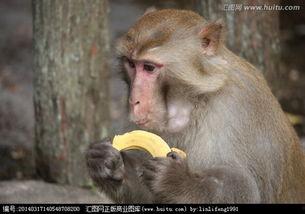 猴子吃瓜视频大全,趣味视频大盘点