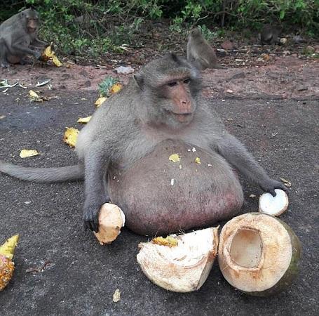 猴子吃瓜视频大全,趣味视频大盘点
