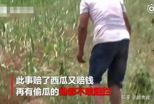 禹州卖房吃瓜事件视频,一场引发热议的房产纠纷直播秀