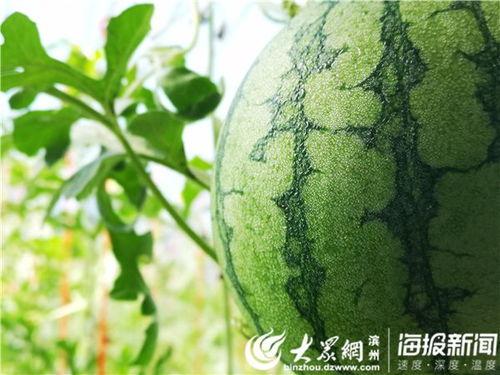 太极原乡吃瓜视频,一场别开生面的吃瓜盛宴