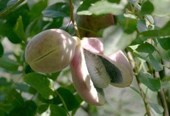 山鸡吃八月瓜好不好呢视频,山鸡食用八月瓜的益处与注意事项