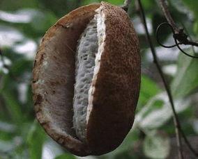 山鸡吃八月瓜好不好呢视频,山鸡食用八月瓜的益处与注意事项