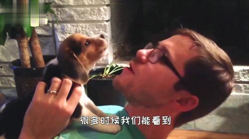 狗打架吃瓜视频,一场激烈的“吃瓜”现场