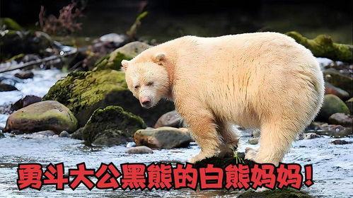 大白熊吃瓜小熊视频,大白熊与吃瓜小熊的欢乐互动瞬间