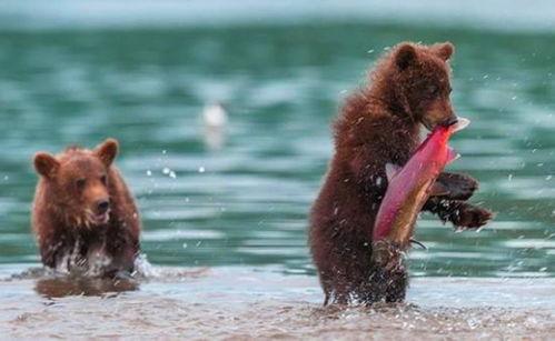 大白熊吃瓜小熊视频,大白熊与吃瓜小熊的欢乐互动瞬间