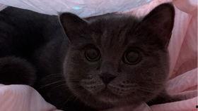 猫吃小瓜视频,喵星人与小瓜的欢乐食记