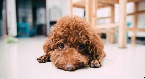 泰迪可以吃大瓜么图片视频,宠物美食新体验