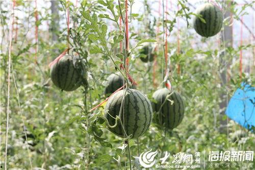 峄城吃瓜事件真相视频大全,揭秘真相背后的视频大全