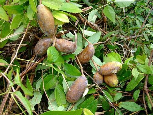 刘二娃吃八月瓜视频大全,趣味横生的八月瓜之旅