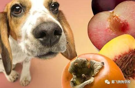 素瓜能不能给狗吃呢视频,狗狗的健康美食选择？揭秘宠物饮食之谜