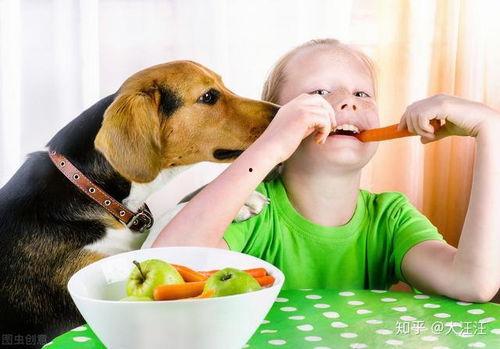 素瓜能不能给狗吃呢视频,狗狗的健康美食选择？揭秘宠物饮食之谜