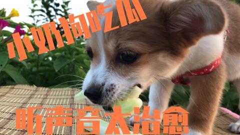 小狗吃瓜素材视频下载,小狗吃瓜萌态瞬间捕捉