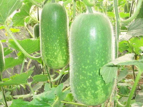 青岛小哥吃瓜视频大全,趣味横生的市井生活缩影