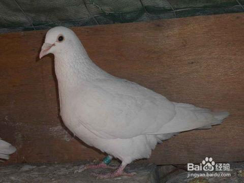 奶瓜能给鸽子吃吗视频,鸽子饮食新选择，安全食用指南揭秘