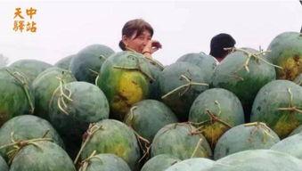 大溪吃瓜现场视频,一场全民围观的热闹盛宴