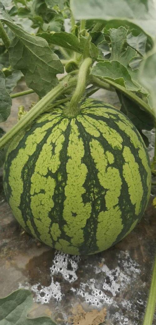 舟山吃瓜视频大全,吃瓜视频大全，带你领略海鲜盛宴