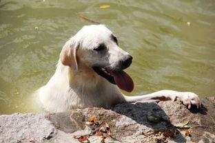 狗吃哈密瓜会死吗视频,狗狗食用后果揭秘