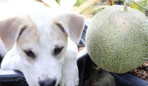 狗吃哈密瓜会死吗视频,狗狗食用后果揭秘