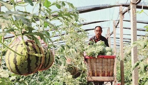 韩城黄河滩的吃瓜视频