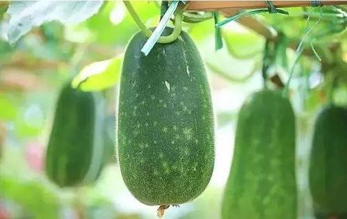 怎么找到吃瓜视频号的人,轻松追踪热门吃瓜视频号，一键解锁精彩内容！