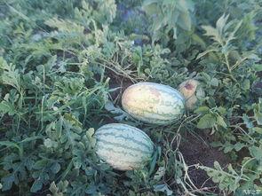 陕西网红吃瓜事件视频,一场网络热议的瓜田奇遇