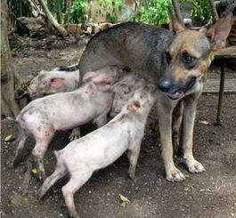 一群吃瓜群狗视频,欢乐无限，一窥宠物界的趣味瞬间