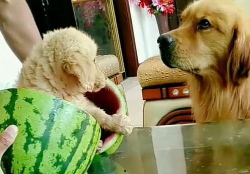 一群吃瓜群狗视频,欢乐无限，一窥宠物界的趣味瞬间