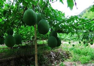 广东人吃吊瓜视频大全集,视频大全集带你领略吊瓜的独特魅力