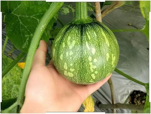 广东人吃吊瓜视频大全集,视频大全集带你领略吊瓜的独特魅力