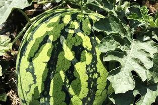 吃瓜解暑的视频,跟着视频学吃瓜解暑