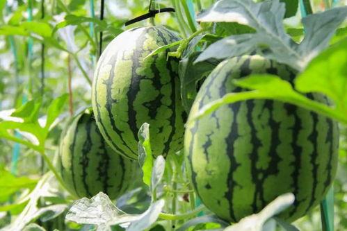 群众吃芥瓜视频大全