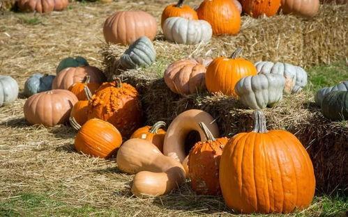 群众吃芥瓜视频大全