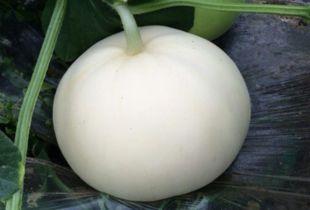 小宝贝吃梨瓜好吗视频,美味与营养的双重享受