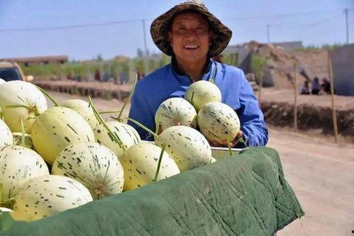 甘肃吃瓜最新事件视频,揭秘当地最新热点视频背后的真相