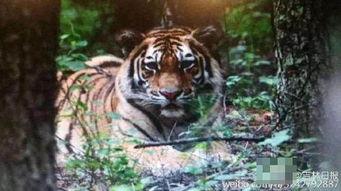 东北虎子吃瓜视频,揭秘网红美食背后的故事