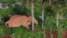 吃瓜大树视角视频