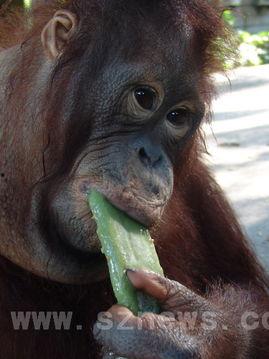 主播吃瓜猩猩是谁啊视频,网络红人的崛起之路