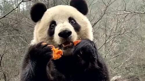 吃瓜看熊猫视频下载苹果,苹果用户专属教程